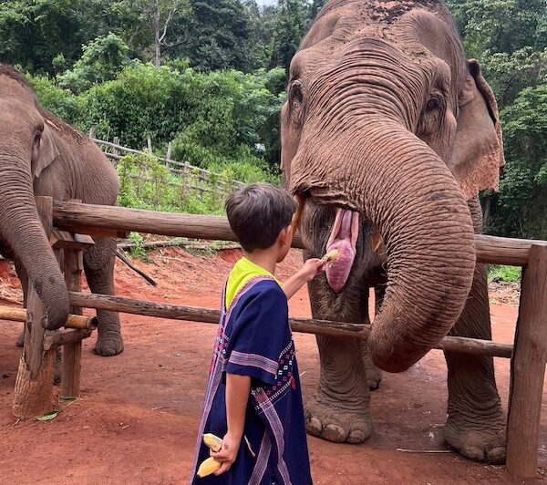 Chiang Mai Elephant Land