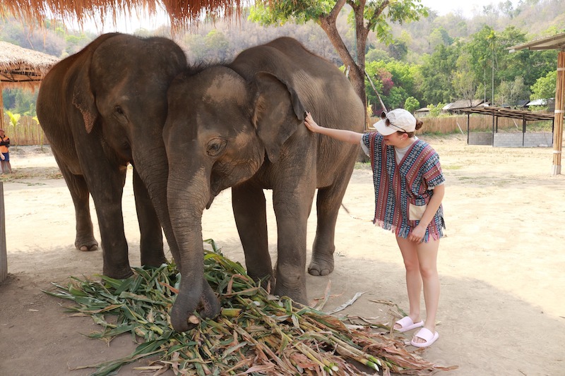 Elephant Jungle Sanctuary