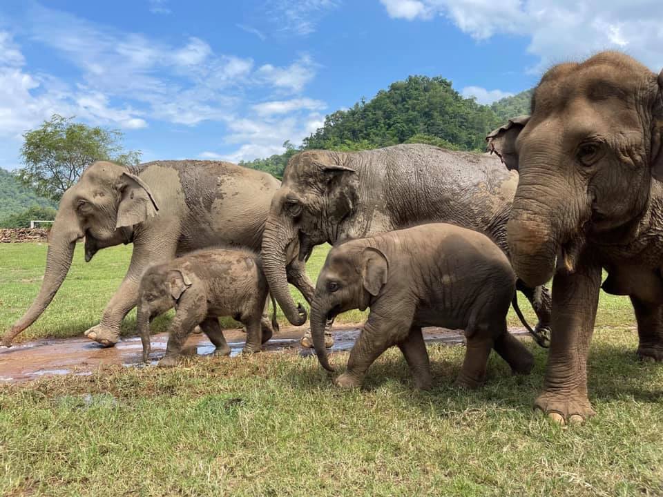 Elephant Nature Park 