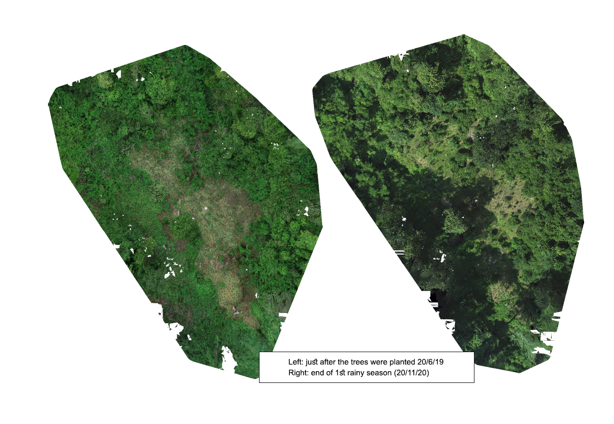 CDSC Forest – Trees for the Future