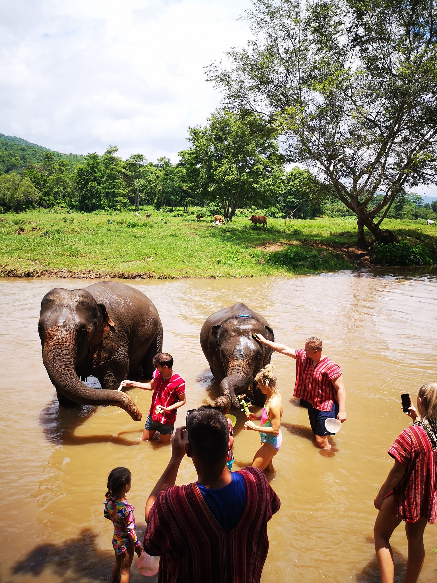 Elephant Habitat