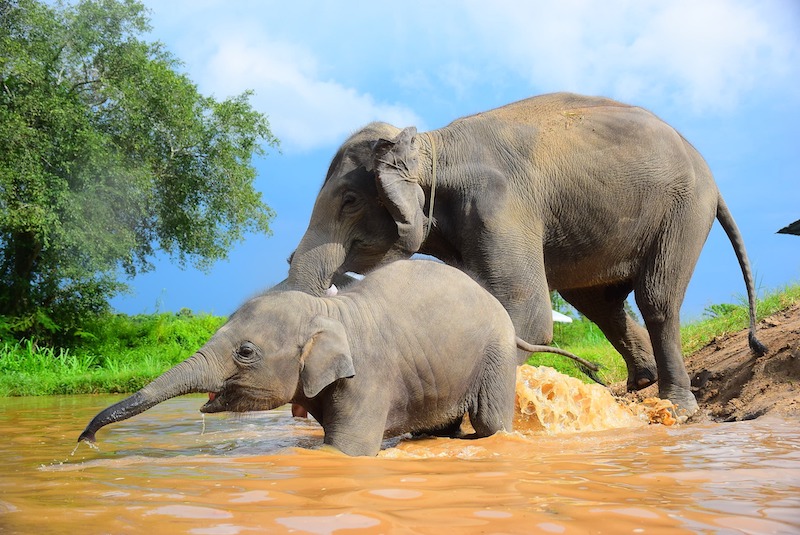 Elephant Retirement Park