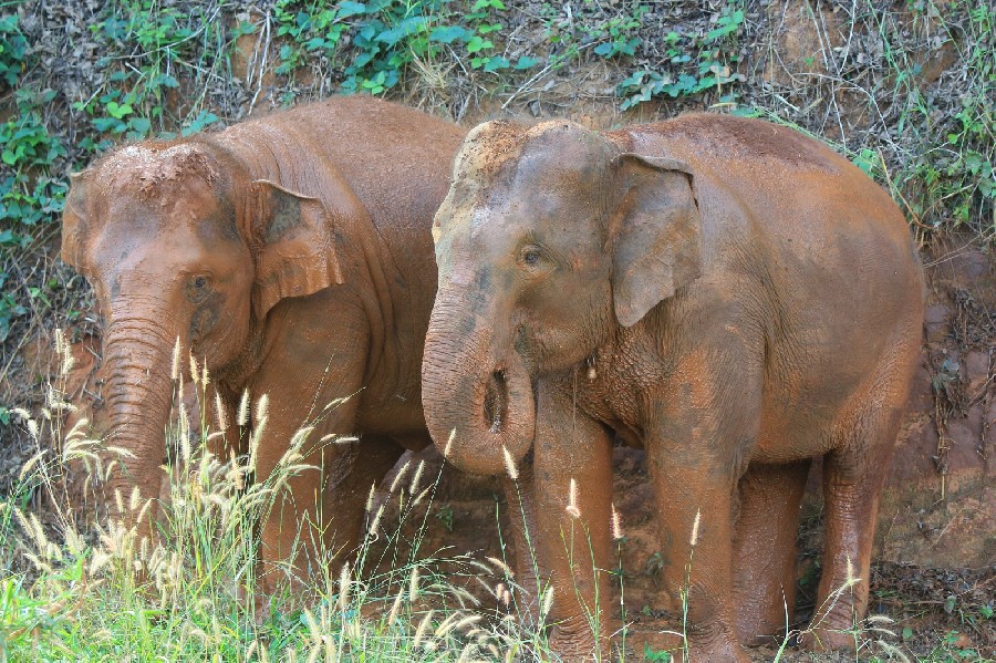 Baanchang-Elephant-Park-