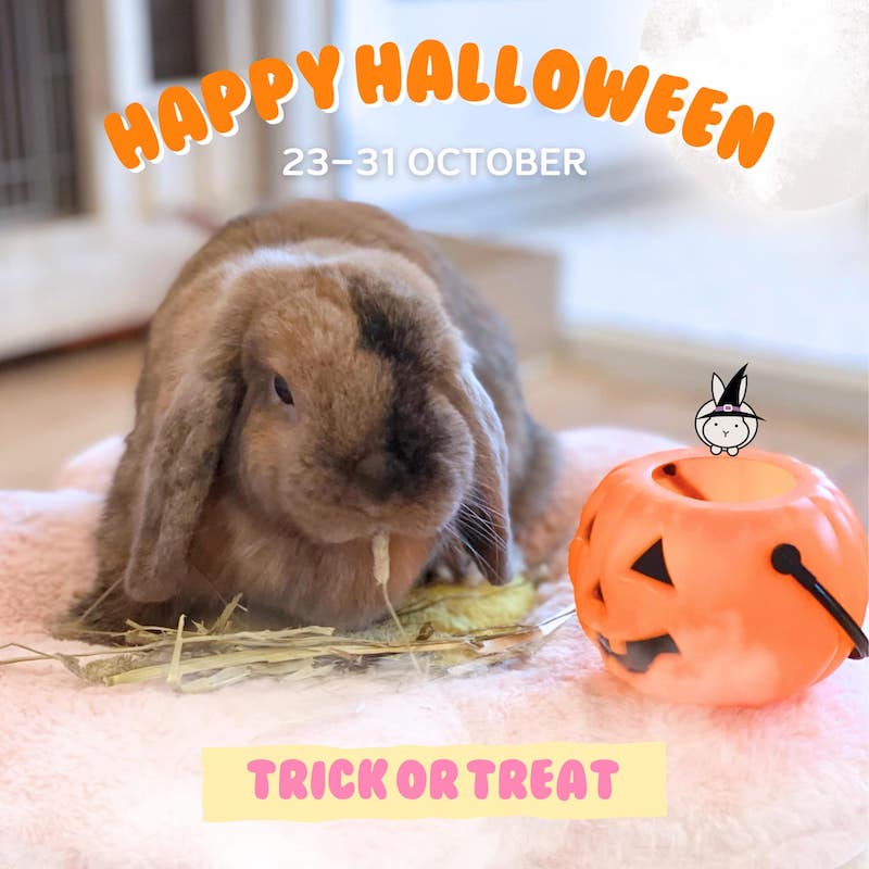 Babybunnycafe - Happy Halloween